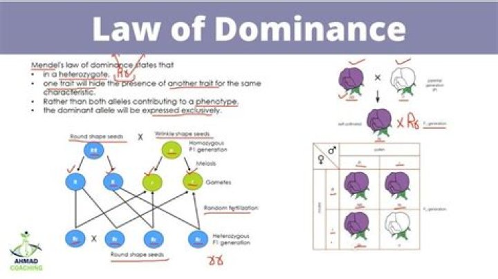 A Journey Of Dominance And Legacy